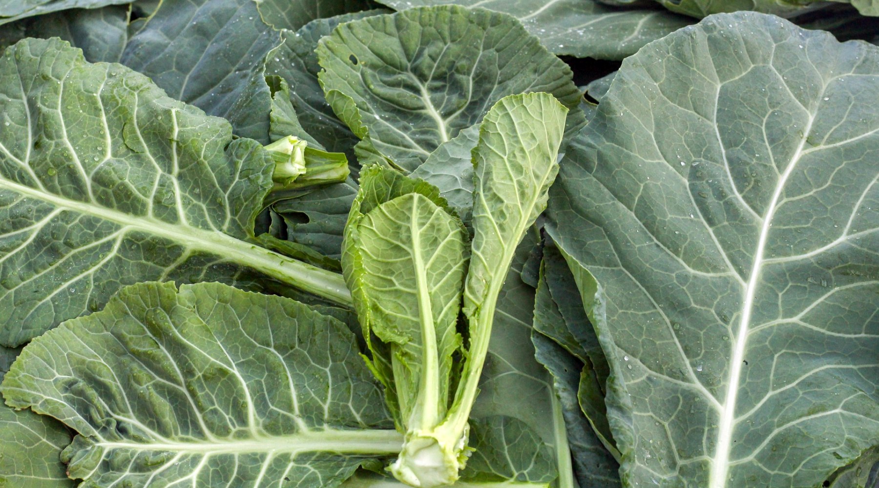 Benefits of Collard Greens Benefits Of